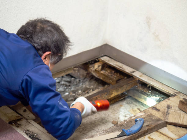 Best Commercial Mold Removal  in White Bear Lake, MN