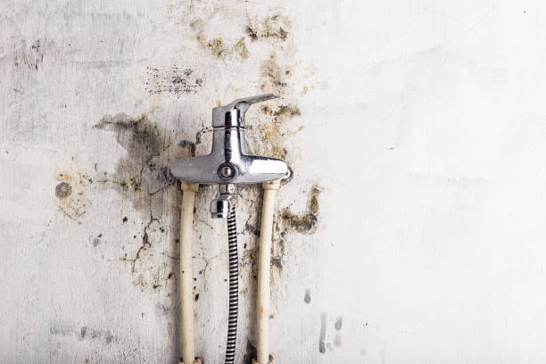 Best Same-Day Mold Removal  in White Bear Lake, MN
