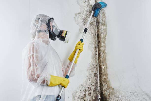 Best Mold Testing  in White Bear Lake, MN