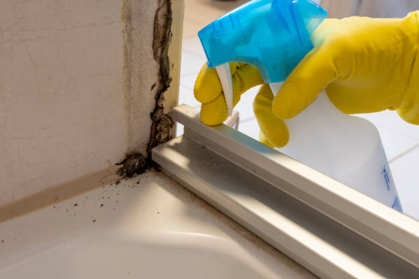 Best Mold Removal Company Near Me  in White Bear Lake, MN