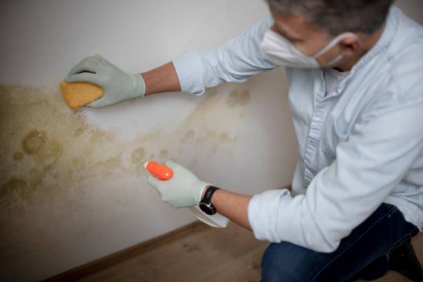 Best Crawl Space Mold Removal  in White Bear Lake, MN