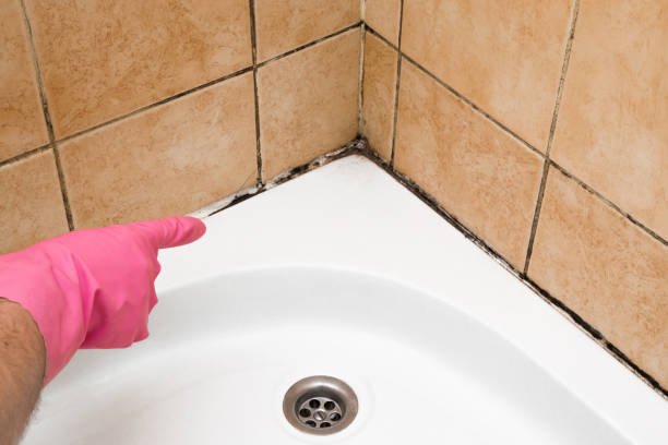 Best Attic Mold Removal  in White Bear Lake, MN