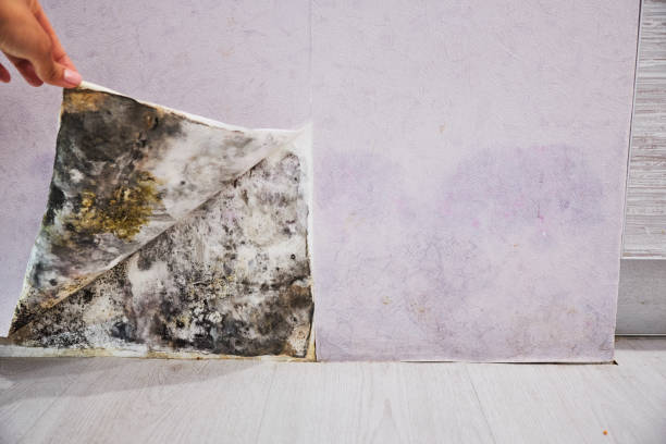 Best Mold Testing  in White Bear Lake, MN